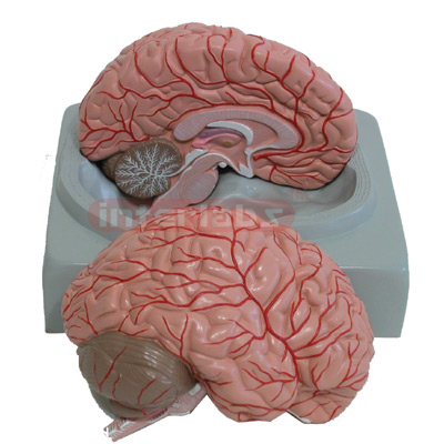 Interlab? Brain Model, Left and Right